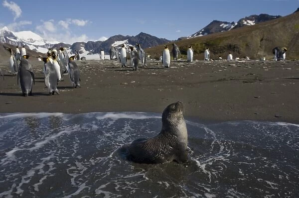 Antarctica, South Georgia Island (UK), Antarctic Fur Seal (Arctocephalus gazella)