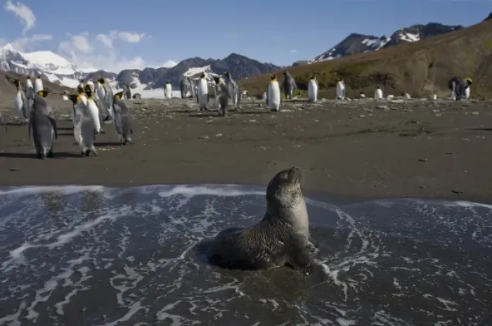 Framed Print : Antarctica, South Georgia Island (UK), Antarctic Fur Seal (Arctocephalus gazella) Framed Print : Antarctica, South Georgia Island (UK), Antarctic Fur Seal (Arctocephalus gazella)