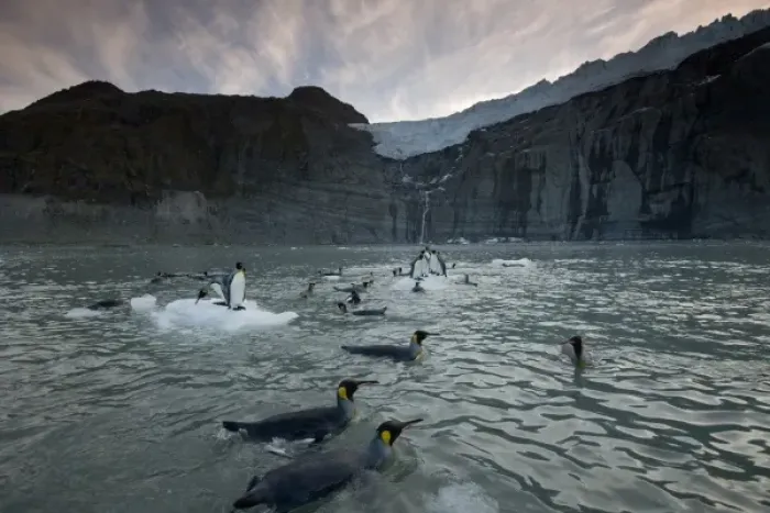 Framed Print : Antarctica, South Georgia Island (UK), King Penguins (Aptenodytes patagonicus) Framed Print : Antarctica, South Georgia Island (UK), King Penguins (Aptenodytes patagonicus)
