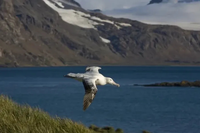 Framed Print : Antarctica, South Georgia Island (UK), Wandering Albatross (Diomedea exulans) spreading Framed Print : Antarctica, South Georgia Island (UK), Wandering Albatross (Diomedea exulans) spreading