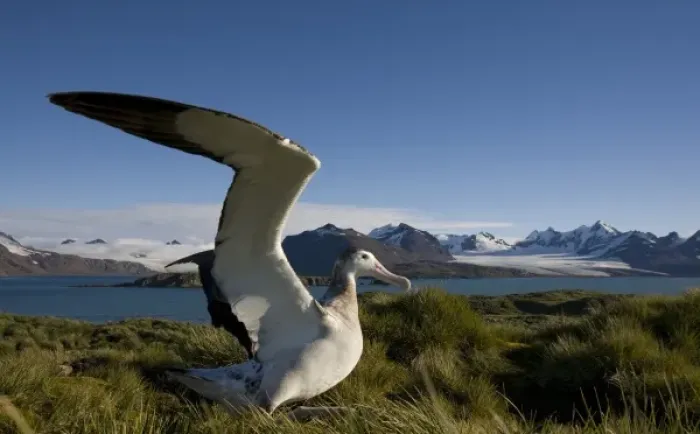 Framed Print : Antarctica, South Georgia Island (UK), Wandering Albatross (Diomedea exulans) spreading Framed Print : Antarctica, South Georgia Island (UK), Wandering Albatross (Diomedea exulans) spreading