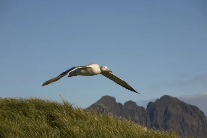 Framed Print : Antarctica, South Georgia Island (UK), Wandering Albatross (Diomedea exulans) spreading Framed Print : Antarctica, South Georgia Island (UK), Wandering Albatross (Diomedea exulans) spreading
