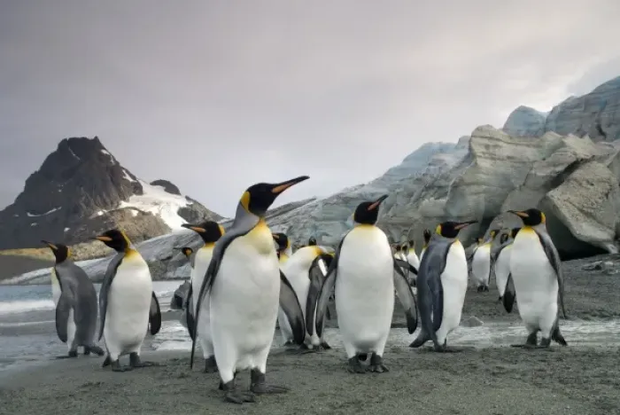 Framed Print : Antarctica, South Georgia Island (UK), King Penguins (Aptenodytes patagonicus)