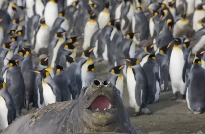 Framed Print : Antarctica, South Georgia Island (UK), Elephant Seal (Mirounga leonina) and King Penguins