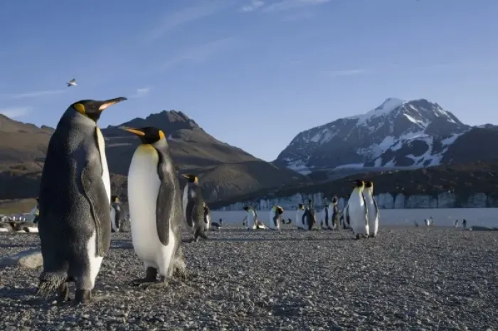 Framed Print : Antarctica, South Georgia Island (UK), King Penguins (Aptenodytes patagonicus) along