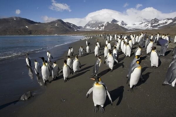 Antarctica, South Georgia Island (UK), King Penguin (Aptenodytes patagonicus) along
