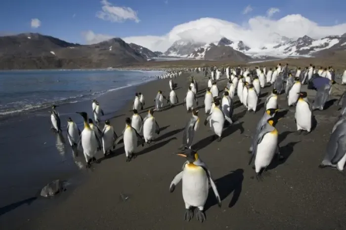 Framed Print : Antarctica, South Georgia Island (UK), King Penguin (Aptenodytes patagonicus) along Framed Print : Antarctica, South Georgia Island (UK), King Penguin (Aptenodytes patagonicus) along