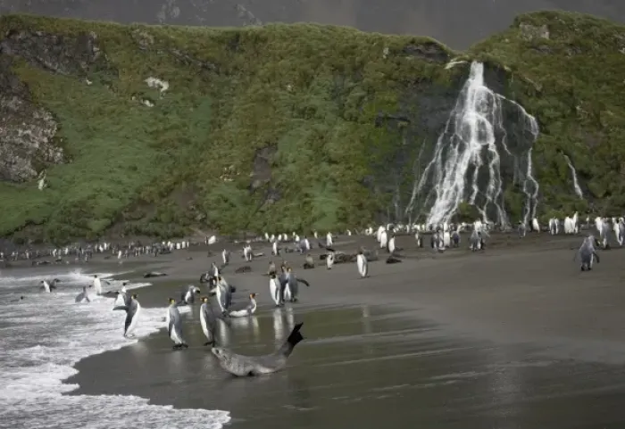 Framed Print : Antarctica, South Georgia Island (UK), King Penguins (Aptenodytes patagonicus)