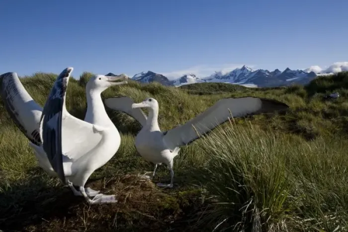 Framed Print : Antarctica, South Georgia Island (UK), Courtship display of Wandering Albatross Framed Print : Antarctica, South Georgia Island (UK), Courtship display of Wandering Albatross