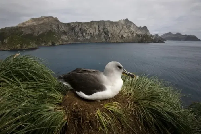 Framed Print : Antarctica, South Georgia Island (UK), Gray-headed Albatross (Diomedea chrystoma)