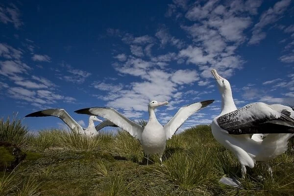 Antarctica, South Georgia Island (UK), Courtship display of Wandering Albatross
