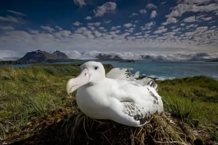 Framed Print : Antarctica, South Georgia Island (UK), Wandering Albatross (Diomedea exulans) sitting Framed Print : Antarctica, South Georgia Island (UK), Wandering Albatross (Diomedea exulans) sitting