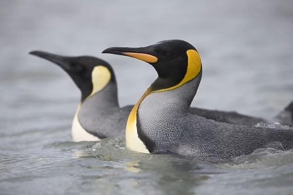 Antarctica, South Georgia Island (UK), King penguins (Aptenodytes patagonicus) swimming