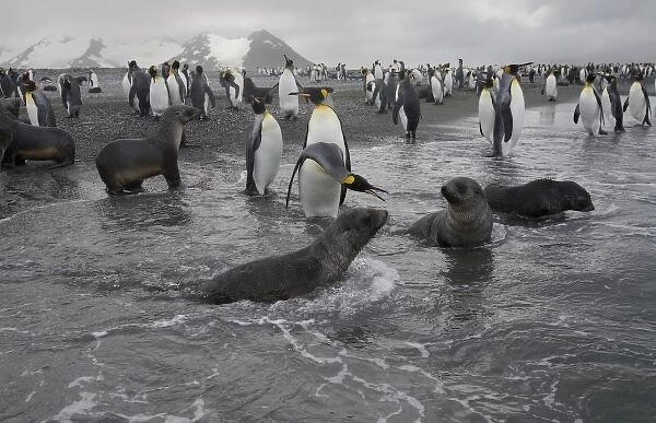 Antarctica, South Georgia Island (UK), King penguins (Aptenodytes patagonicus)