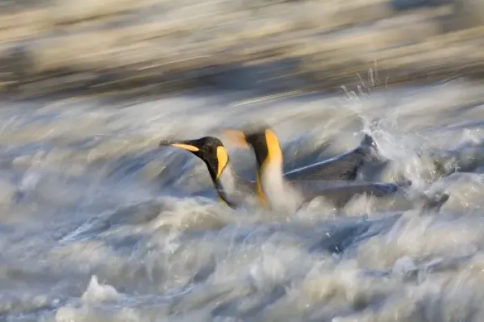 Framed Print : Antarctica, South Georgia Island (UK), Blurred image of King Penguins (Aptenodytes Framed Print : Antarctica, South Georgia Island (UK), Blurred image of King Penguins (Aptenodytes