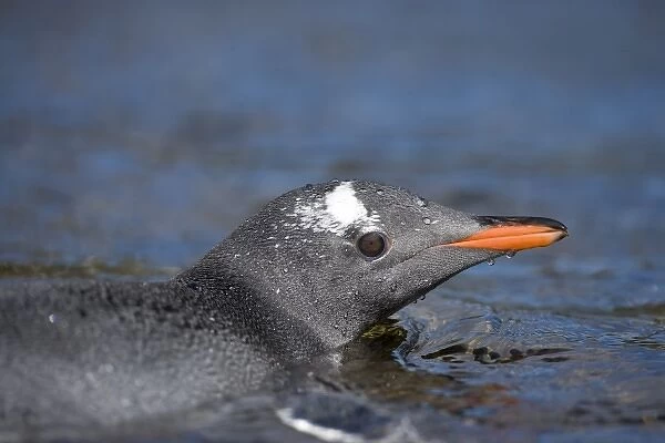 Antarctica, South Georgia Island (UK), Gentoo Penguins (Pygoscelis papua) swimming