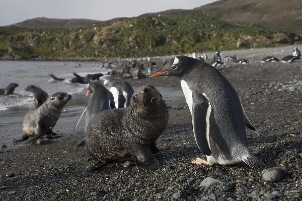 Antarctica, South Georgia Island (UK), Gentoo Penguins (Pygoscelis papua) and Antarctic Fur Seals