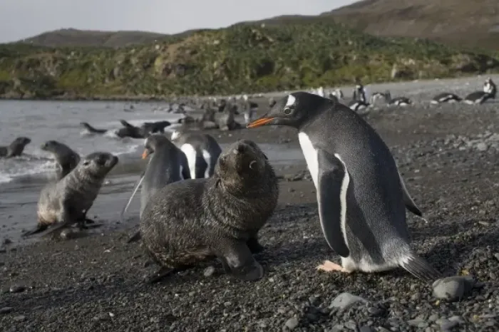 Framed Print : Antarctica, South Georgia Island (UK), Gentoo Penguins (Pygoscelis papua) and Antarctic Fur Seals Framed Print : Antarctica, South Georgia Island (UK), Gentoo Penguins (Pygoscelis papua) and Antarctic Fur Seals