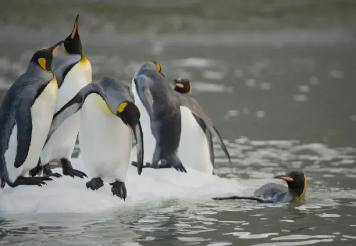 Framed Print : Antarctica, South Georgia Island (UK), King Penguins (Aptenodytes patagonicus) swimming
