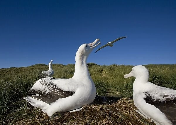 Antarctica, South Georgia Island (UK), Wandering Albatross (Diomedea exulans) nesting
