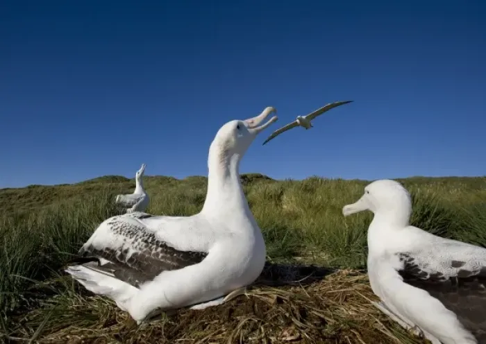 Framed Print : Antarctica, South Georgia Island (UK), Wandering Albatross (Diomedea exulans) nesting Framed Print : Antarctica, South Georgia Island (UK), Wandering Albatross (Diomedea exulans) nesting