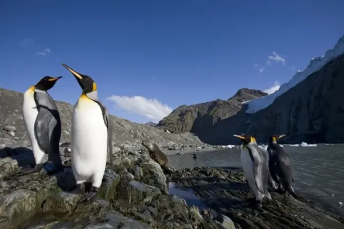 Framed Print : Antarctica, South Georgia Island (UK), King Penguins (Aptenodytes patagonicus)