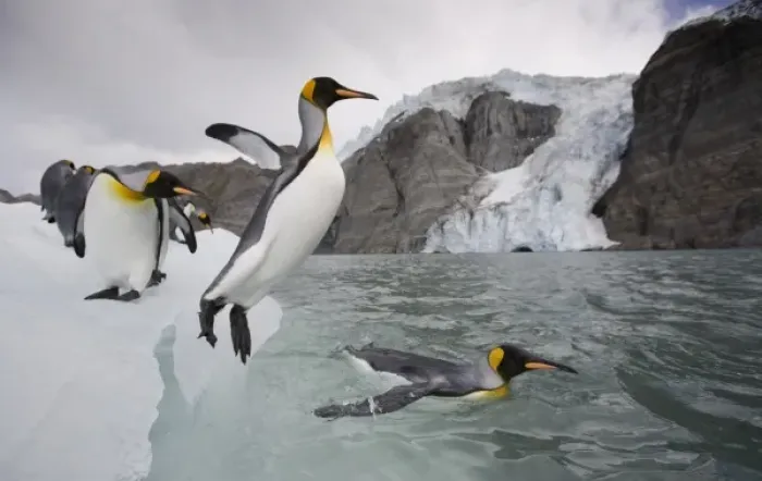 Framed Print : Antarctica, South Georgia Island (UK), King Penguin (Aptenodytes patagonicus) leaps Framed Print : Antarctica, South Georgia Island (UK), King Penguin (Aptenodytes patagonicus) leaps