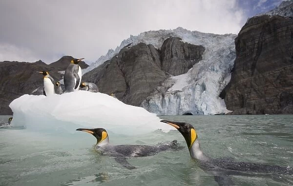 Antarctica, South Georgia Island (UK), King Penguins (Aptenodytes patagonicus) swimming