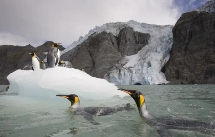Framed Print : Antarctica, South Georgia Island (UK), King Penguins (Aptenodytes patagonicus) swimming Framed Print : Antarctica, South Georgia Island (UK), King Penguins (Aptenodytes patagonicus) swimming