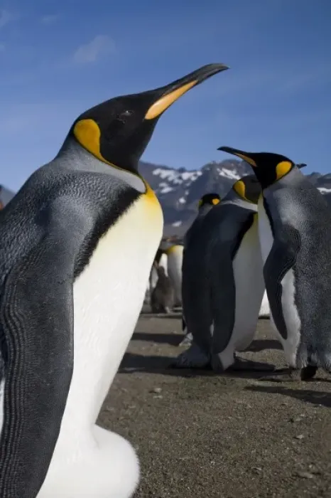 Framed Print : Antarctica, South Georgia Island (UK), King Penguins (Aptenodytes patagonicus) along Framed Print : Antarctica, South Georgia Island (UK), King Penguins (Aptenodytes patagonicus) along