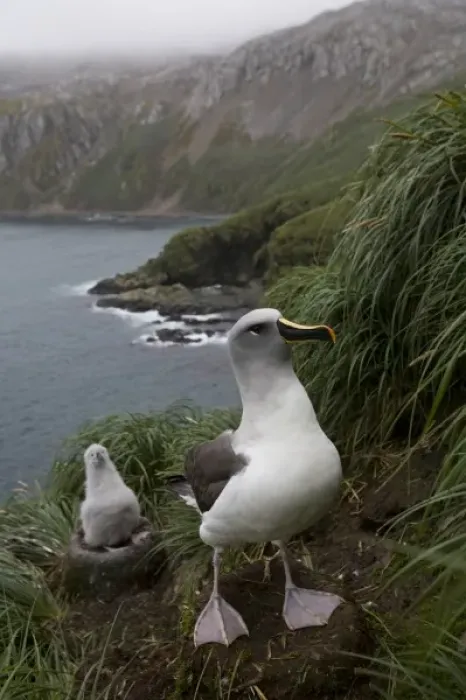 Framed Print : Antarctica, South Georgia Island (UK), Gray-headed Albatross (Diomedea chrystoma)