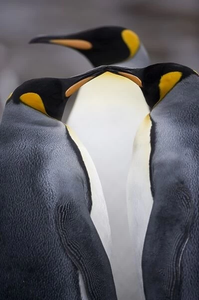 Antarctica, South Georgia Island (UK), King Penguins (Aptenodytes patagonicus) in