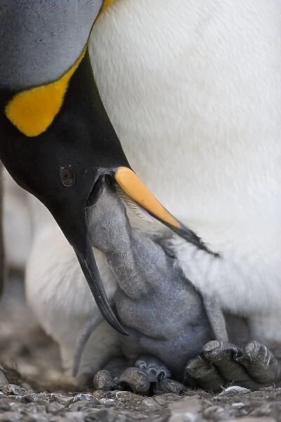 Antarctica, South Georgia Island (UK), King Penguin (Aptenodytes patagonicus) feeding