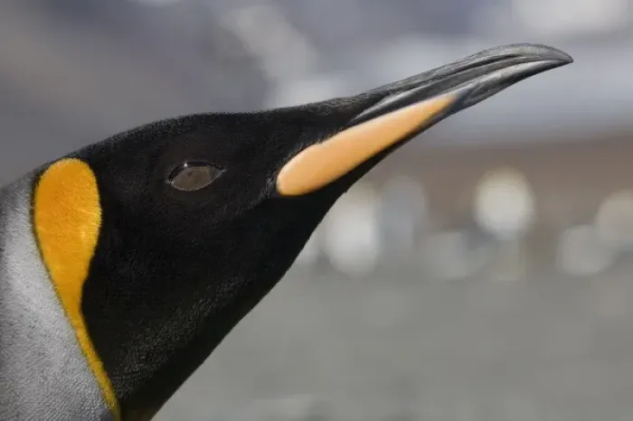 Framed Print : Antarctica, South Georgia Island (UK), Close-up portrait of King Penguin (Aptenodytes