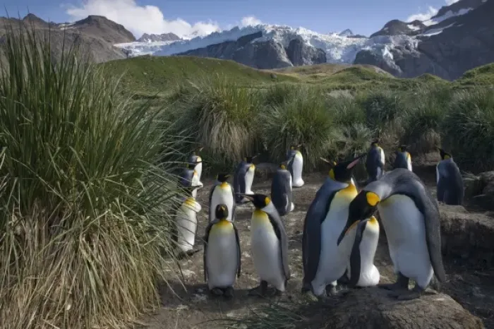 Framed Print : Antarctica, South Georgia Island (UK), King Penguins (Aptenodytes patagonicus) nesting