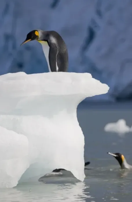 Framed Print : Antarctica, South Georgia Island (UK), King Penguins (Aptenodytes patagonicus) swimming