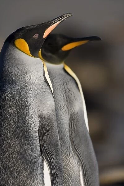 Antarctica, South Georgia Island (UK), Close-up portrait of King Penguins (Aptenodytes