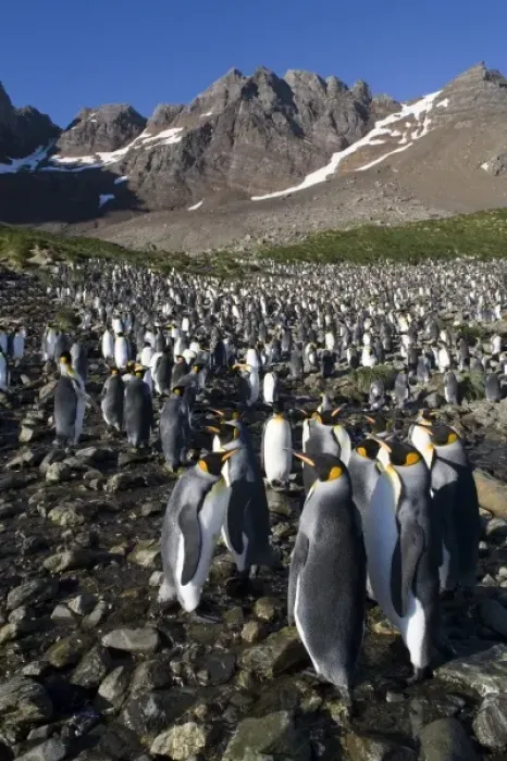Framed Print : Antarctica, South Georgia Island (UK), King Penguins (Aptenodytes patagonicus) standing Framed Print : Antarctica, South Georgia Island (UK), King Penguins (Aptenodytes patagonicus) standing