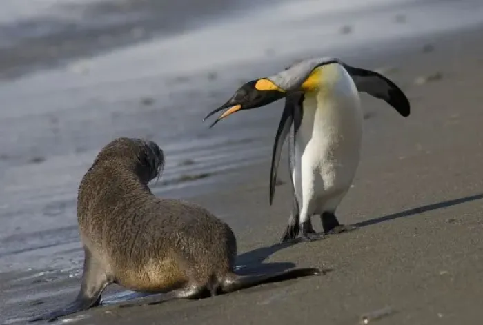 Framed Print : Antarctica, South Georgia Island (UK)King Penguins (Aptenodytes patagonicus)