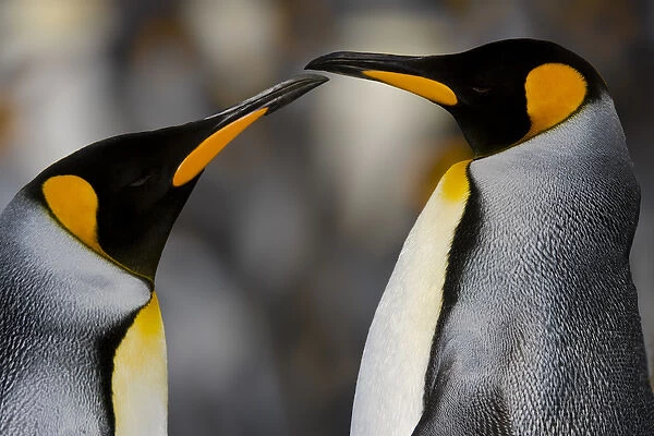 Antarctica, South Georgia, King penguin pair