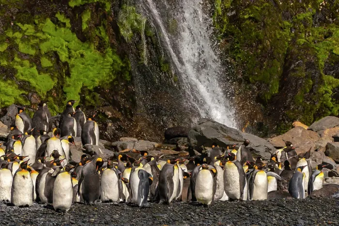 Framed Print : Antarctica, South Georgia. Mountain waterfall and penguins. ©Cathy & Gordon Illg / Jaynes Gallery / DanitaDelimont.com Framed Print : Antarctica, South Georgia. Mountain waterfall and penguins. ©Cathy & Gordon Illg / Jaynes Gallery / DanitaDelimont.com
