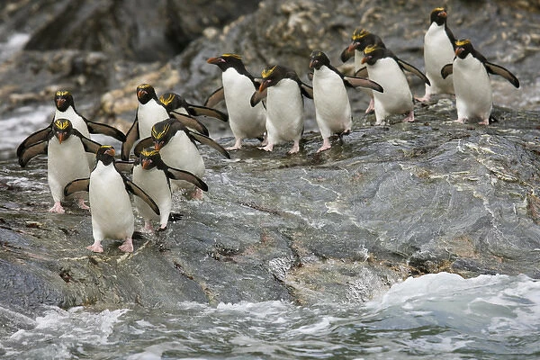 Antarctica, South Georgia, Royal Bay. Macaroni Penguins prepare to enter water. Credit as