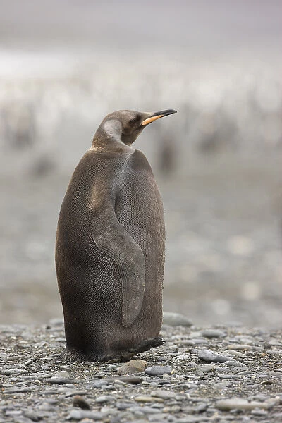 Antarctica, South Georgia, Salisbury Plain. A dark morph of a king penguin standing on the beach