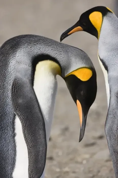 Framed Print : Antarctica, South Georgia, Salisbury Plain. King penguin bows so mate can preen its Framed Print : Antarctica, South Georgia, Salisbury Plain. King penguin bows so mate can preen its
