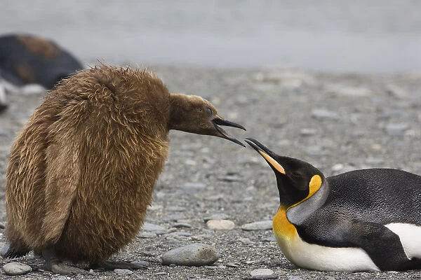 Antarctica, South Georgia, St. Andrews Bay. King penguin Oakum Boy chick begging food from parent