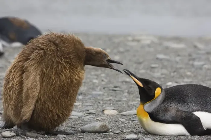 Framed Print : Antarctica, South Georgia, St. Andrews Bay. King penguin Oakum Boy chick begging food from parent Framed Print : Antarctica, South Georgia, St. Andrews Bay. King penguin Oakum Boy chick begging food from parent