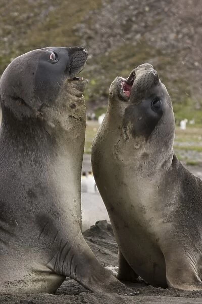 Antarctica, South Georgia, St. Andrews Bay. Southern Elephant Seals (Mirounga leonina)