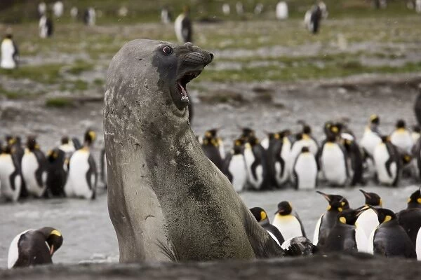 Antarctica, South Georgia, St. Andrews Bay. A Southern Elephant Seal shows aggression