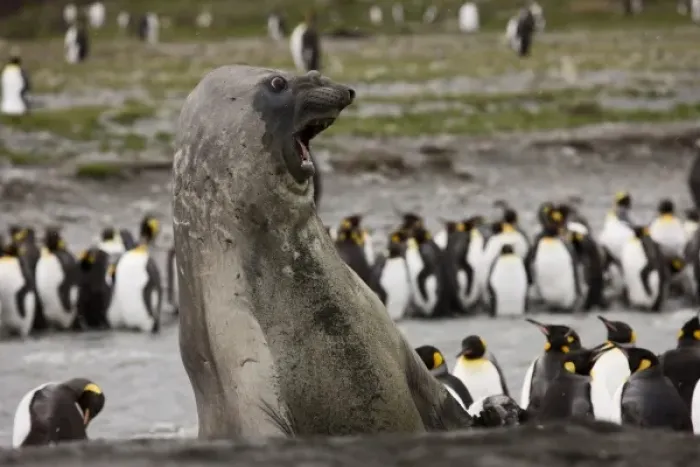 Framed Print : Antarctica, South Georgia, St. Andrews Bay. A Southern Elephant Seal shows aggression Framed Print : Antarctica, South Georgia, St. Andrews Bay. A Southern Elephant Seal shows aggression