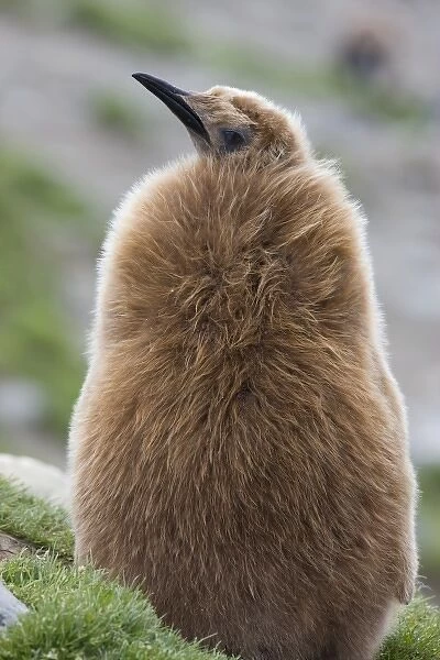 Antarctica, South Georgia, St. Andrews Bay. King penguin chick in Oakum Boy phase
